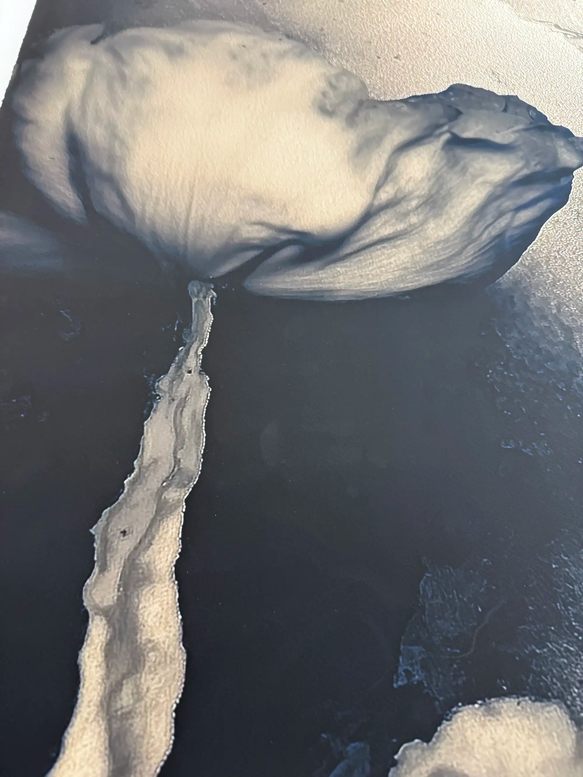 Herbier Deux Limited Edition Art Photography